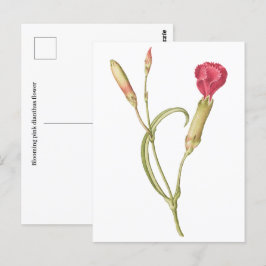 Cartão Postal Desenho manual Flor de dianthus cor-de-rosa