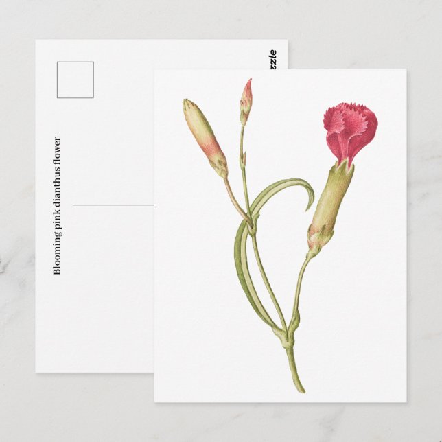 Cartão Postal Desenho manual Flor de dianthus cor-de-rosa (Frente/Verso)