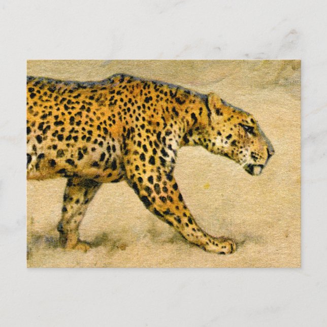 Cartão Postal Desenho pastel de Cheetah vintage (Frente)
