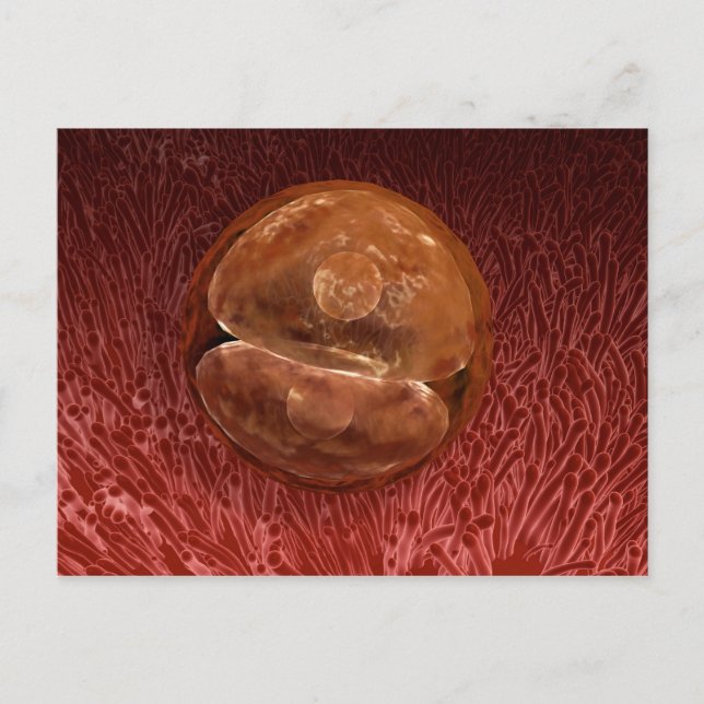 Cartão Postal Desenvolvimento de Zygote: 24-36 Horas (Frente)