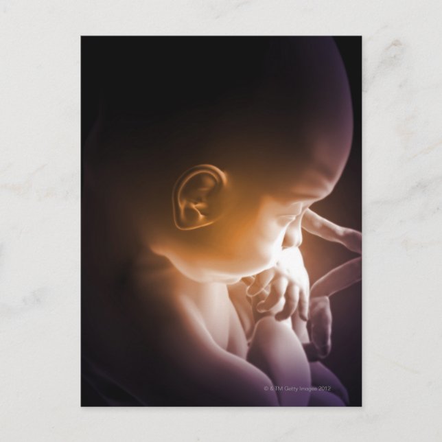 Cartão Postal Desenvolvimento Embriônico 5 (Frente)