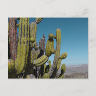 Cartão Postal Desert Cactus