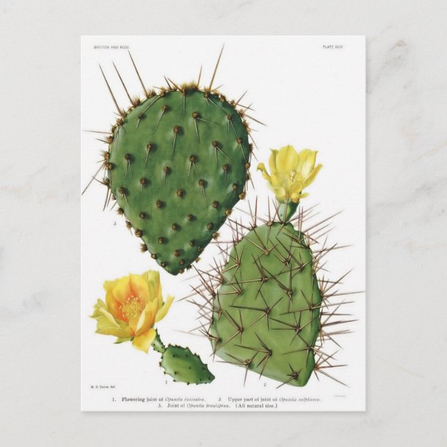 Cartão Postal Desert Cactus Plant Pattern Vintage (Frente)