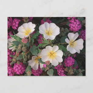 Cartão Postal Desert Evening Primrose e Desert Sand Verbena,