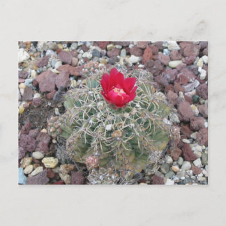Cartão Postal Desert Flower