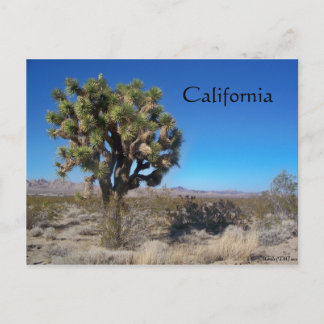 Cartão Postal Desert Joshua Tree