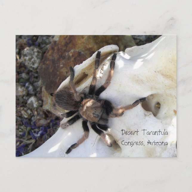 Cartão Postal Desert Tarantula (Frente)