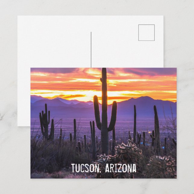 Cartão Postal Deserto arizona Cactus Sunset Nature Foto Souvenir (Frente/Verso)