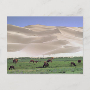 Cartão Postal Deserto de Gobi Cavalos Selvagens