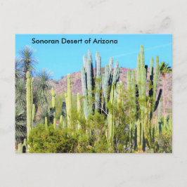 Cartão Postal Deserto de Sonora do Arizona