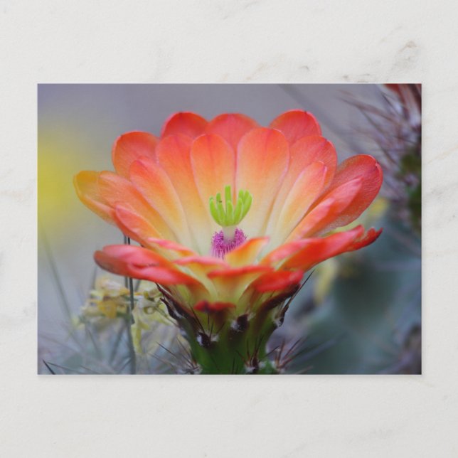 Cartão Postal Deserto em Bloom (Frente)