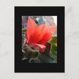Cartão Postal deserto florescente