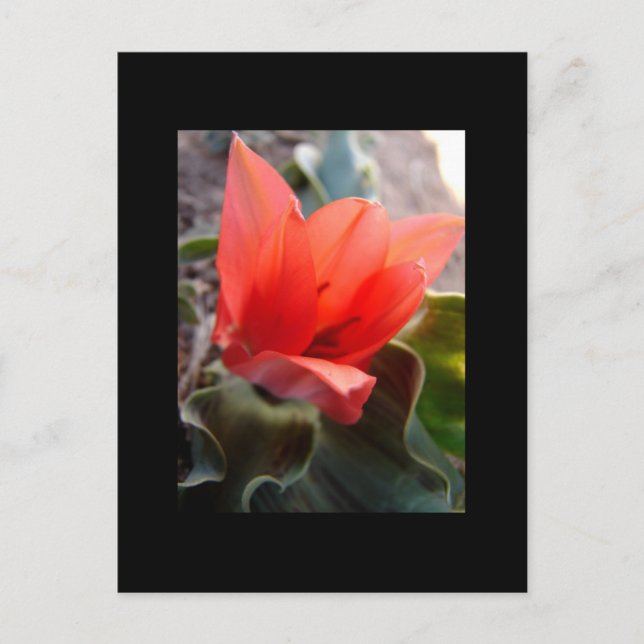 Cartão Postal deserto florescente (Frente)