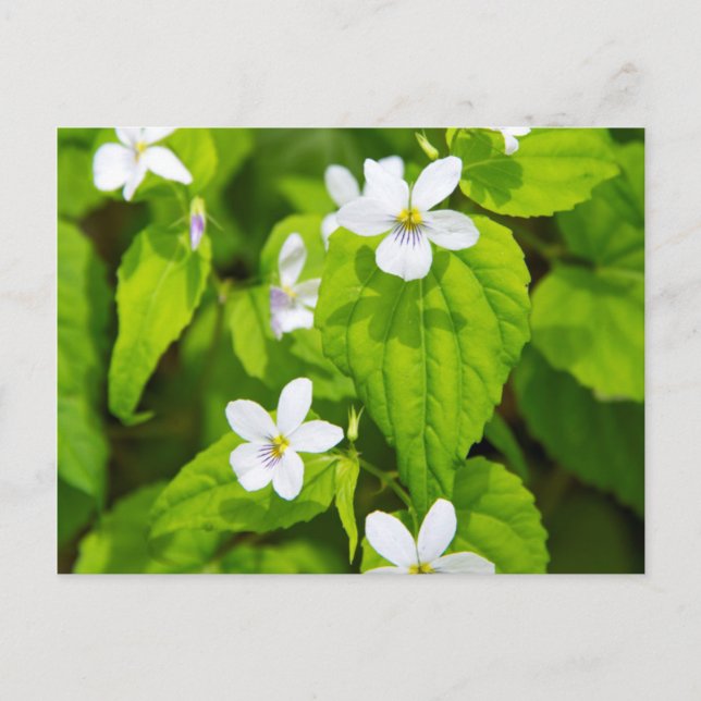 Cartão Postal Deserto Joyce Kilmer-Slickrock (Frente)