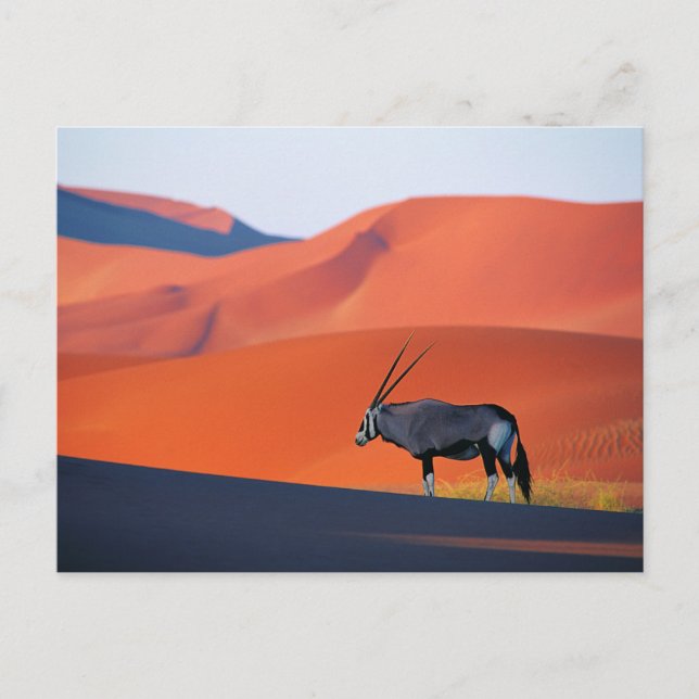 Cartão Postal Desertos | Namib Desert Oryx (Frente)