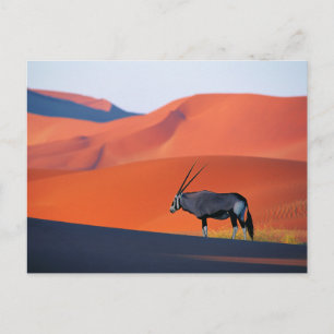 Cartão Postal Desertos Namib Desert Oryx