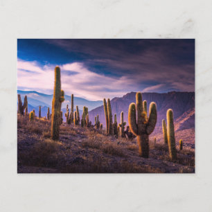Cartão Postal Desertos   Paisagem de Cactus Argentina