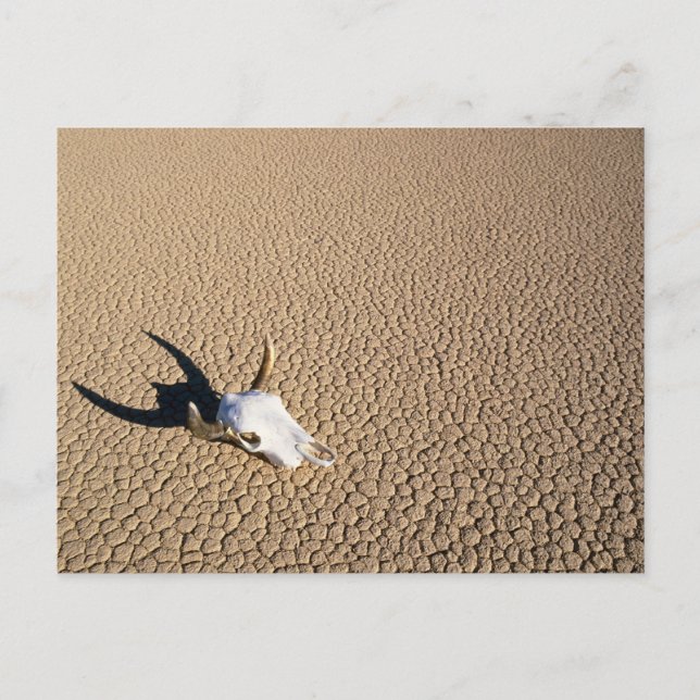 Cartão Postal Deserts | Cow Skull on the Desert Ground (Frente)