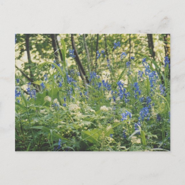 Cartão Postal Desfiladeiro do Rio Columbia (Frente)