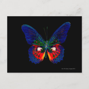 Cartão Postal Design de borboleta colorida contra pano de fundo
