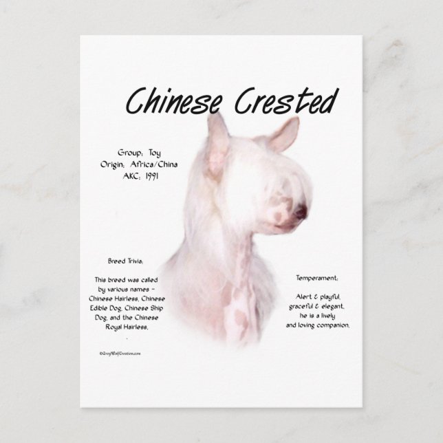 Cartão Postal Design de História Chinês Detido (sem pelo) (Frente)
