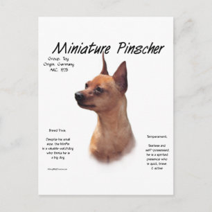 Cartão Postal Design de História da Miniatura Pinscher (vermelh