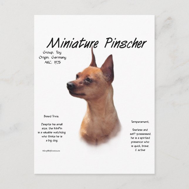 Cartão Postal Design de História da Miniatura Pinscher (vermelha (Frente)