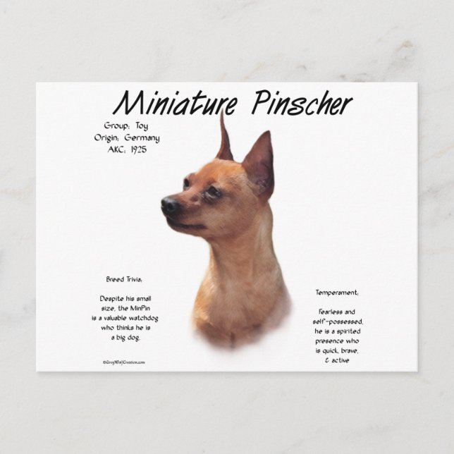 Cartão Postal Design de História da Miniatura Pinscher (vermelha (Frente)