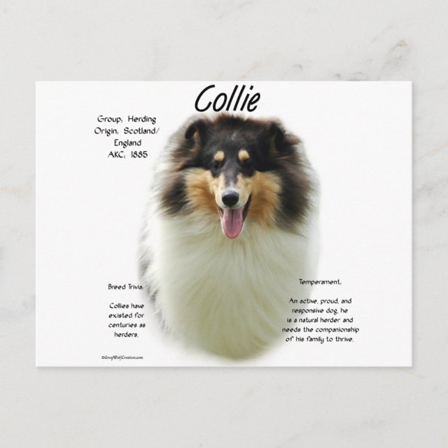 Cartão Postal Design de História de Collie (Frente)