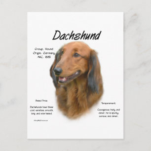 Cartão Postal Design de História de Dachshund (longhair)