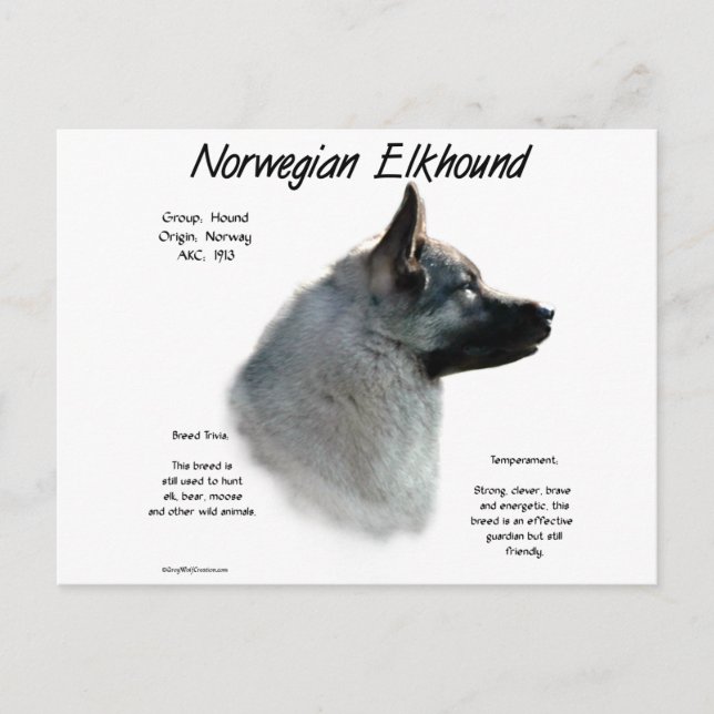 Cartão Postal Design de História de Elkhound Norueguês (Frente)