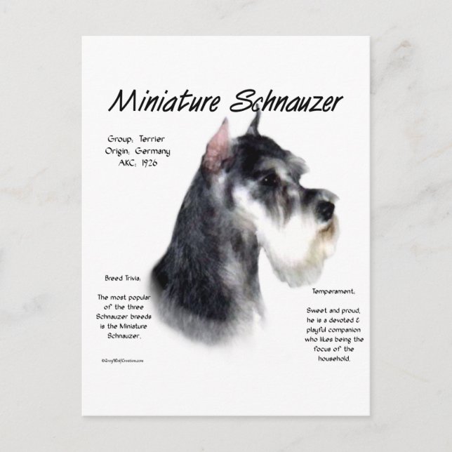 Cartão Postal Design de História de Miniatura Schnauzer (Frente)