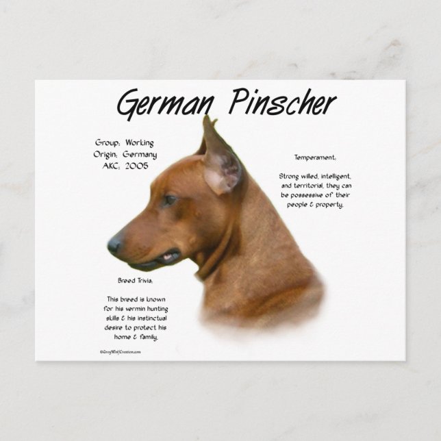 Cartão Postal Design de História de Pinscher Alemão (Frente)