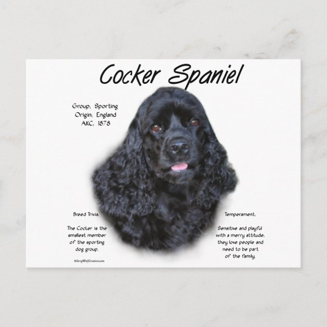 Cartão Postal Design de História do Cocker Spaniel (preto) (Frente)