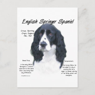 Cartão Postal Design de História do Inglês Springer Spaniel (pre