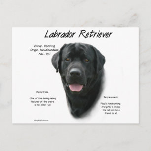 Cartão Postal Design de História do Labrador Retriever (preto)