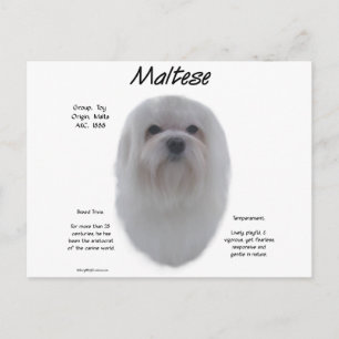 Cartão Postal Design de História Maltês