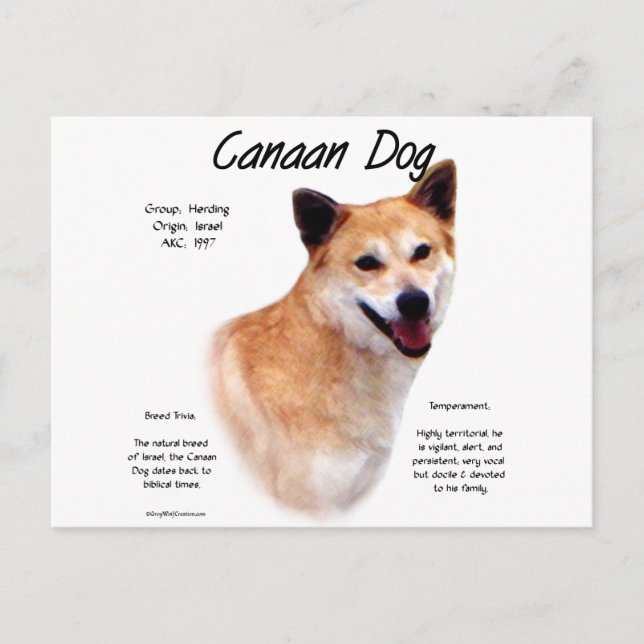 Cartão Postal Design de Histórico de Cachorros (Frente)