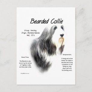 Cartão Postal Design de Histórico de Collie