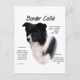 Cartão Postal Design de Histórico de Collie de Borda