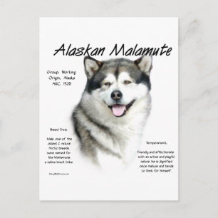 Cartão Postal Design de Histórico de Malamute no Alasca