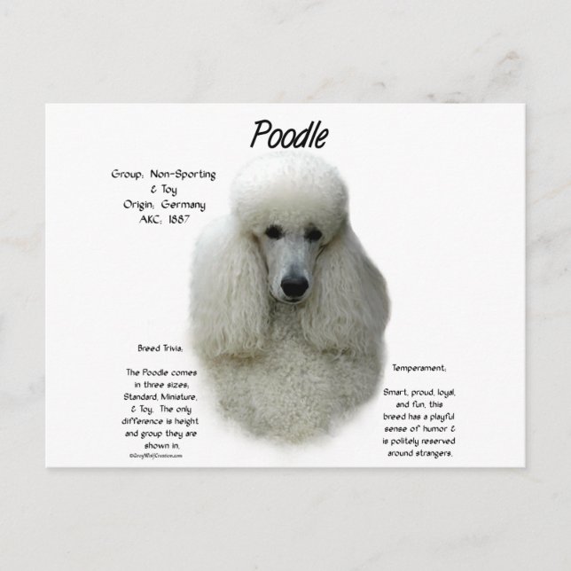 Cartão Postal Design de Histórico de Poodle (wht) (Frente)