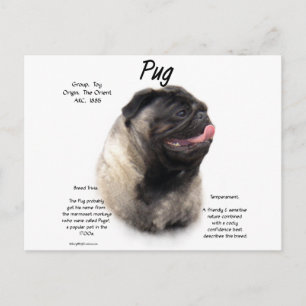 Cartão Postal Design de Histórico de Pug