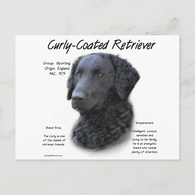 Cartão Postal Design de Histórico de Retriever Revestido Curly (Frente)