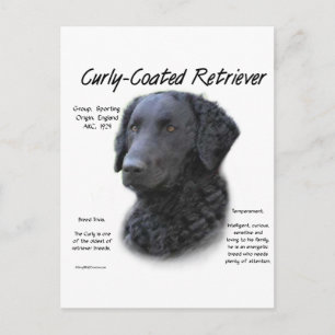 Cartão Postal Design de Histórico de Retriever Revestido Curly