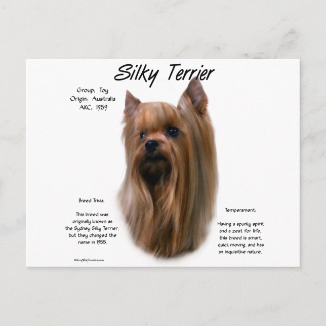 Cartão Postal Design de Histórico de Terrier Silky (Frente)