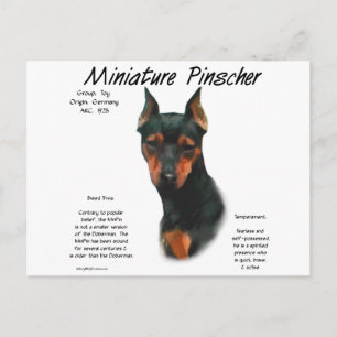 Cartão Postal Design de histórico do Pinscher Miniatura (preto/f