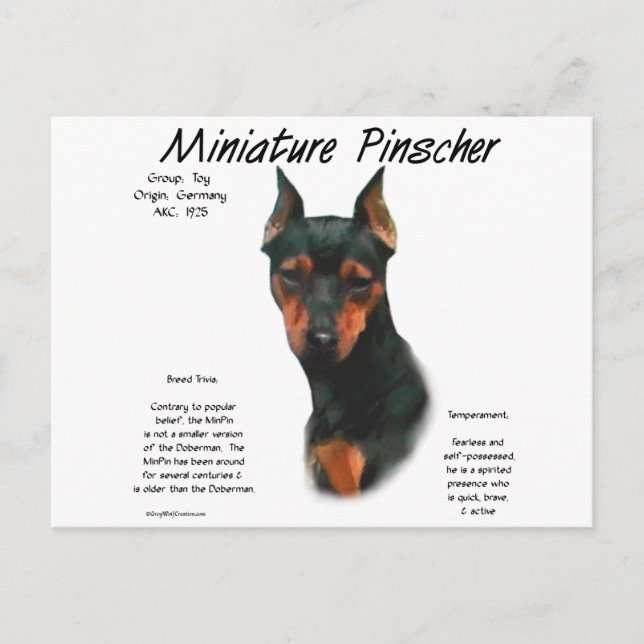 Cartão Postal Design de histórico do Pinscher Miniatura (preto/f (Frente)