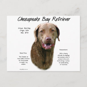Cartão Postal Design de Histórico do Retriever da Baía de Ches