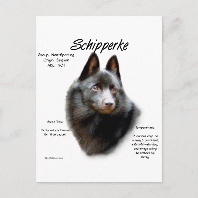 Cartão Postal Design de Histórico Schipperke (Frente)